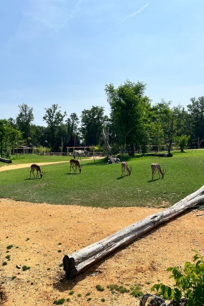 zoo de la flèche