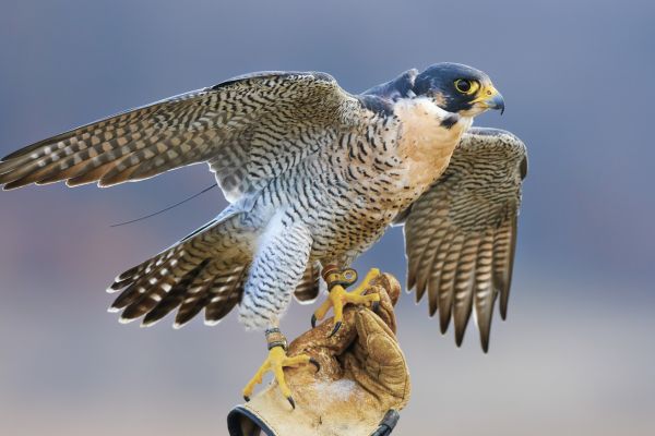 parc animalier de courzieu
