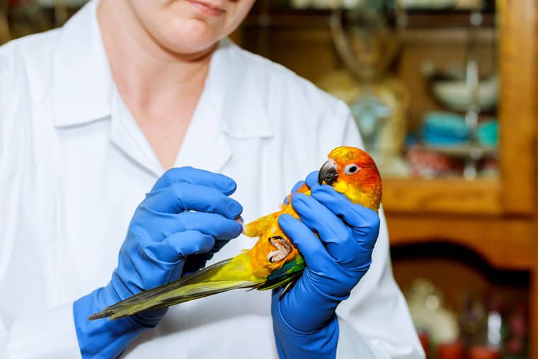 métier avec les animaux