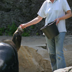 mtier soigneur animalier