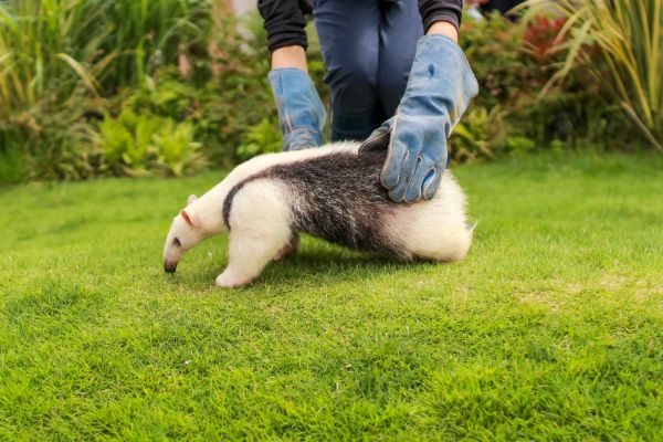 formation soigneur animalier