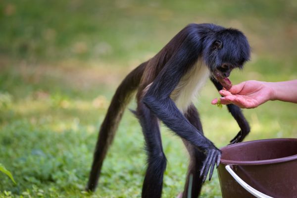 formations soigneur animalier