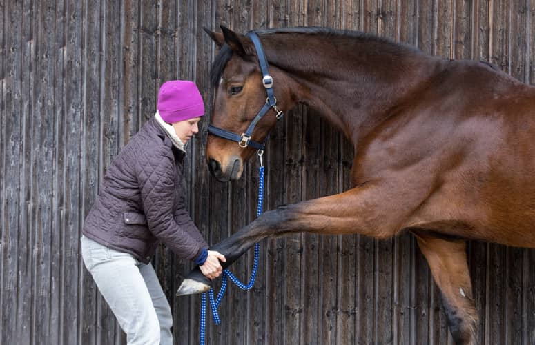 salaire soigneur animalier centre questre