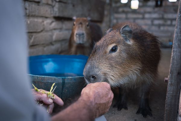 ecole de soigneurs animaliers