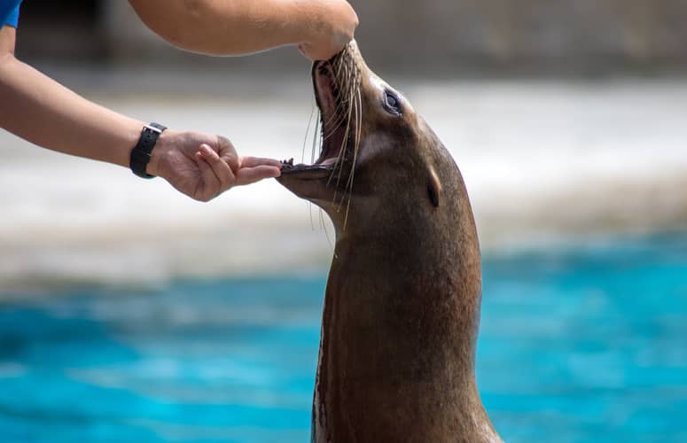 formation soigneur aquariologiste