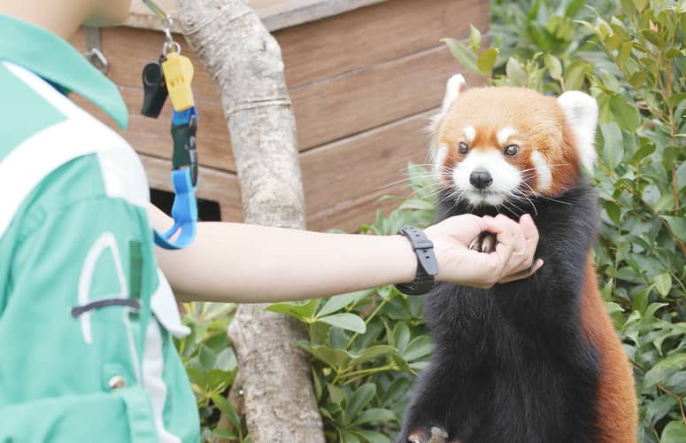 devenir soigneur animalier dans un zoo