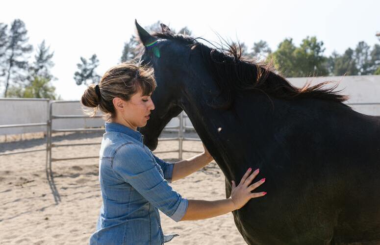 devenir soigneur animalier dans un centre équestre devenir soigneur animalier dans un centre équestre