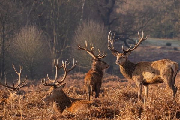 richmond park