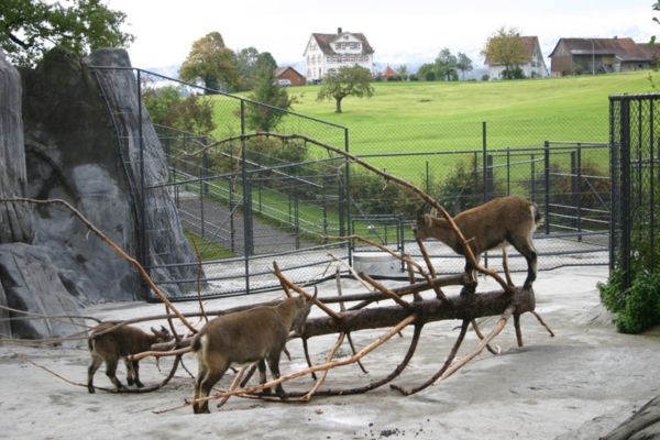 wildpark peter und paul