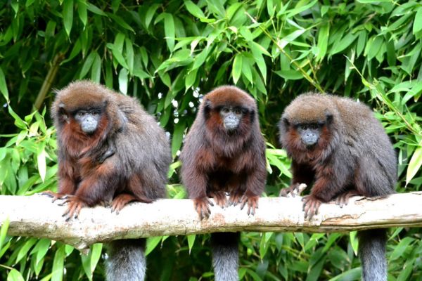 la vall�e des singes