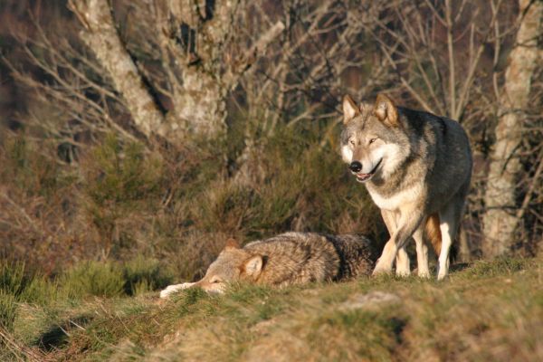 les loups de g�vaudan