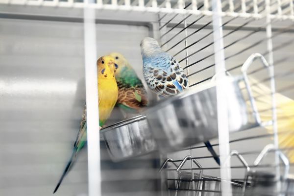animalerie