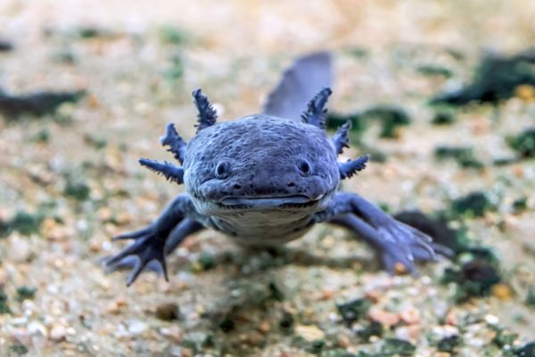 vendeur en animalerie