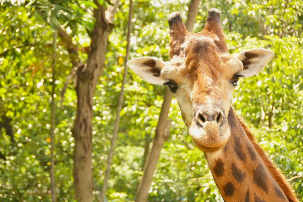 Parcs animaliers gratuits en France