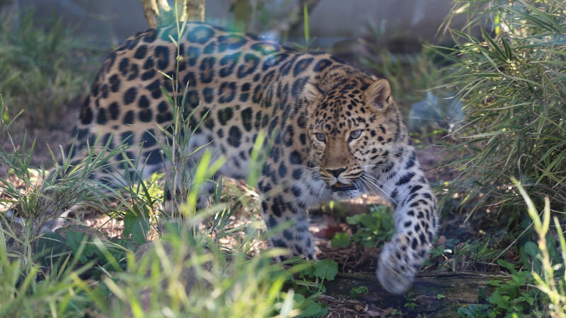 Parcs animaliers gratuits