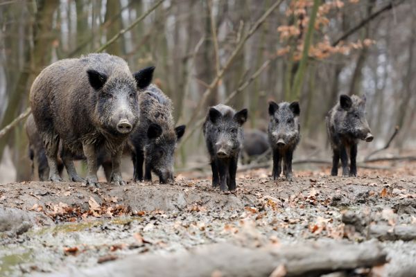 Parc animalier gratuit France