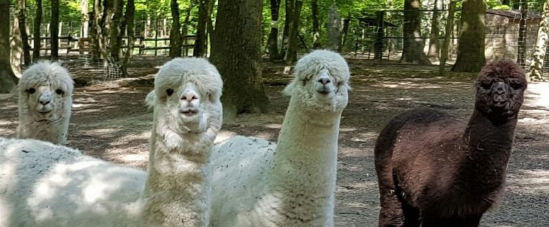 Parc animalier