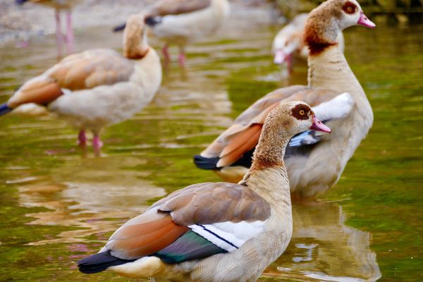 Parcs animaliers