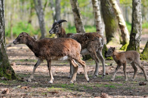 Parc animalier gratuit en France