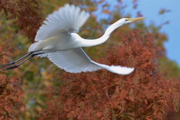 Plus grandes réserves naturelles