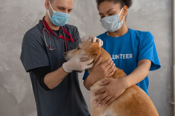 devenir enqu�teur pour la protection animale