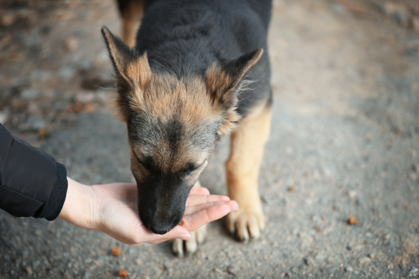 Animaux
