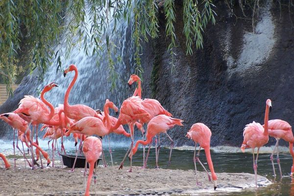 zoo de la Palmyre