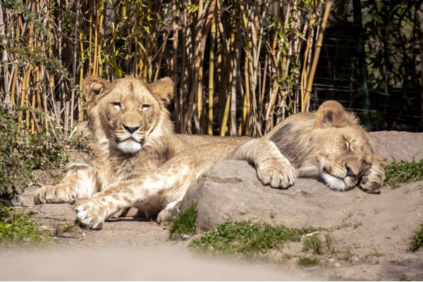 plus beaux zoos en 2026