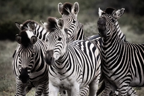 Fauna formation