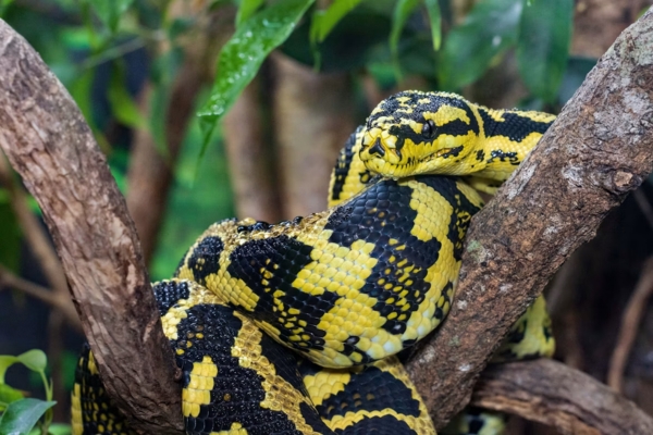ecole metiers animaliers