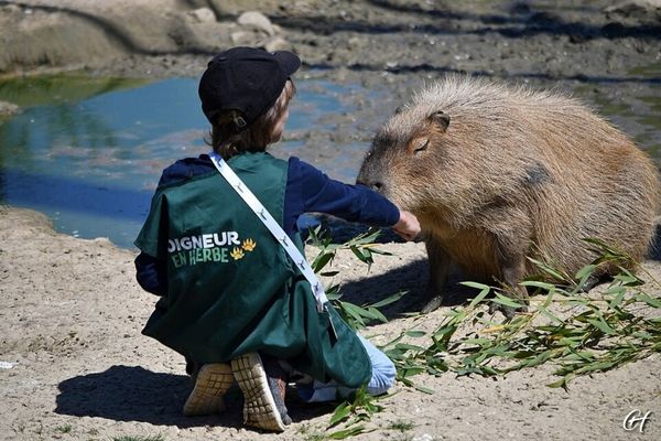 soigneur en herbe capybara