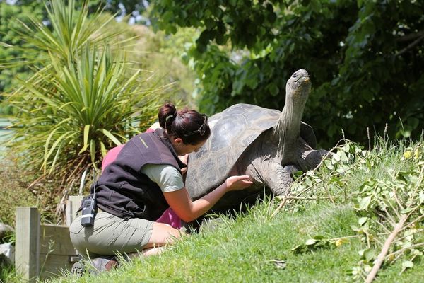 soigneur s'occupant d'une tortue galapagos