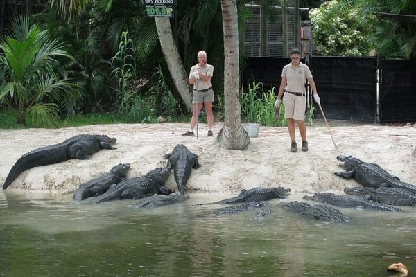 soigneurs avec des aligator au zoo de naples
