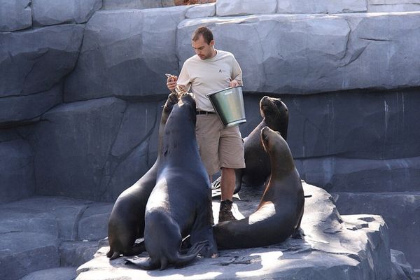 Soigneur nourrissant des otaries au Zoo de paris